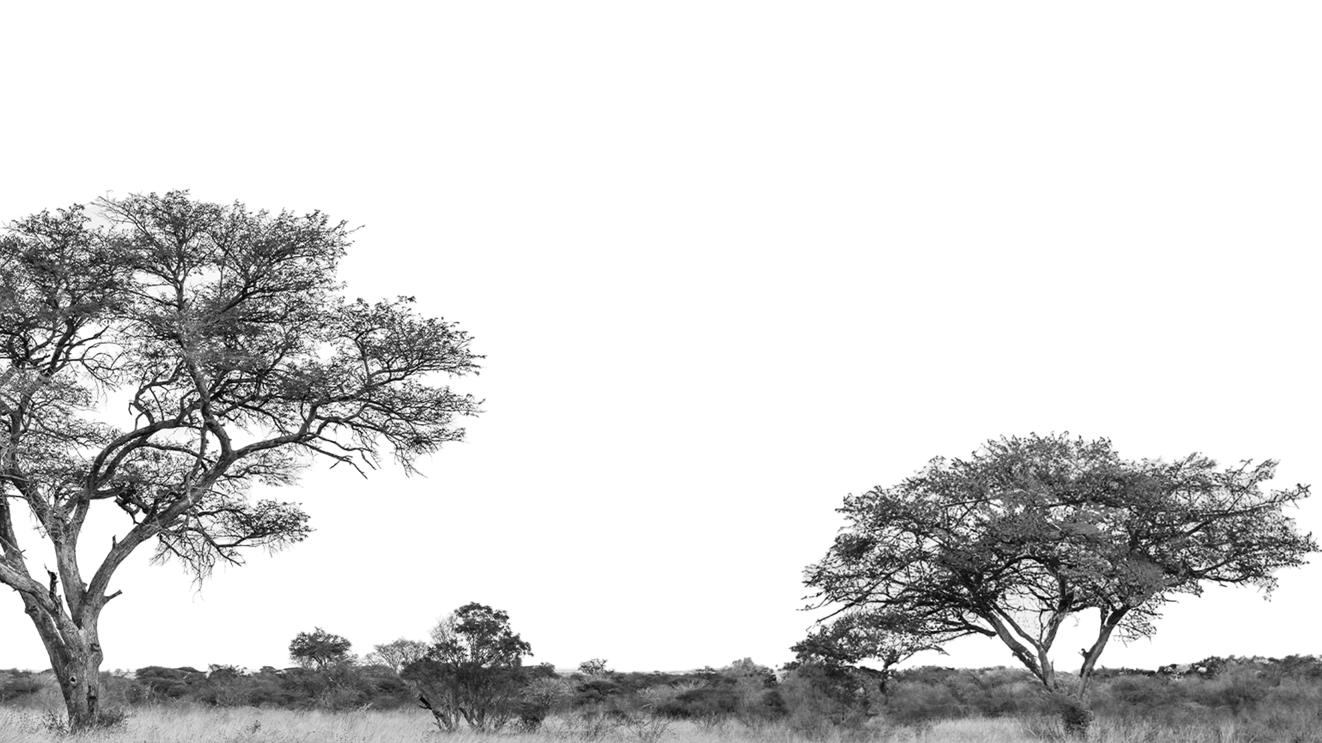 alberi-slide-2-slider-homepage-fedegari
