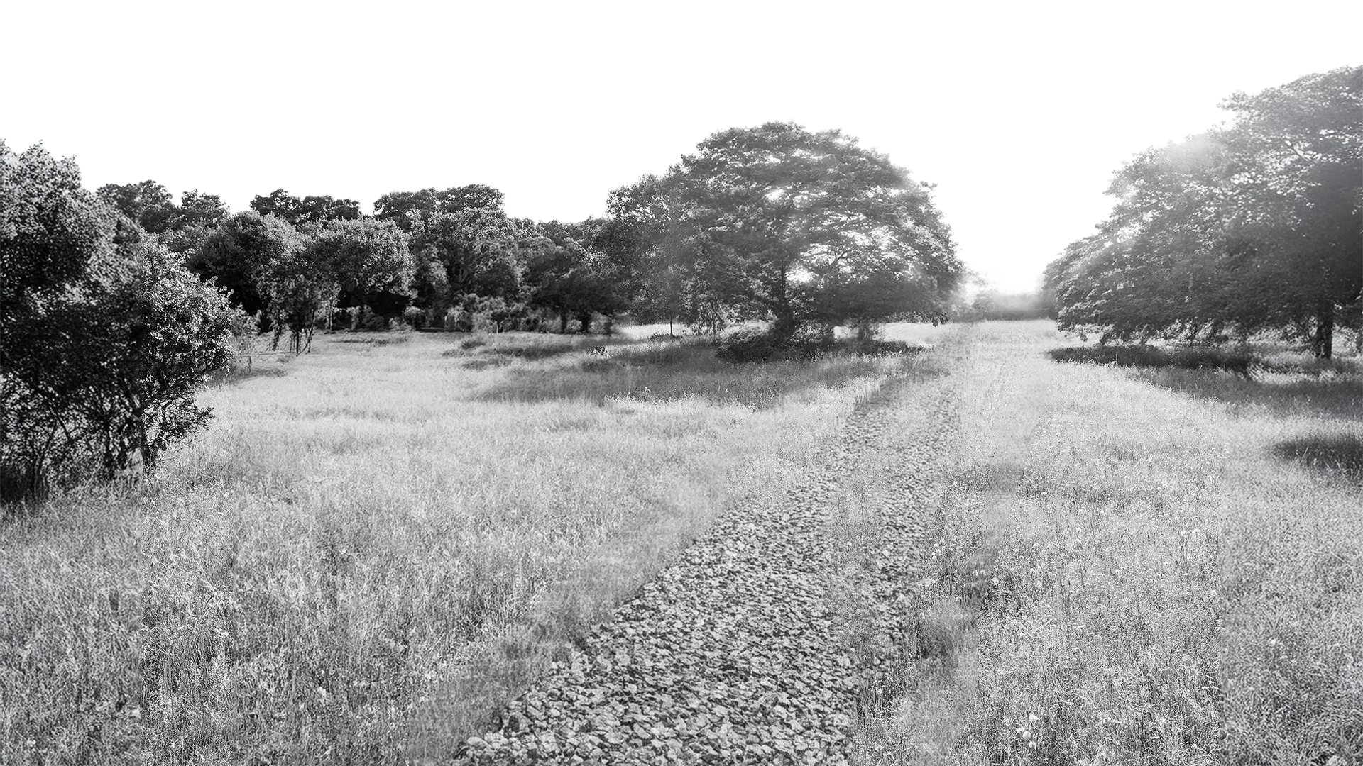 img-alberi-slide-1-slider-homepage-fedegari